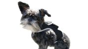 Waterproof GPS Tracking System for Dogs Realtime Pet Security Tracker Size:L