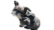 Waterproof GPS Tracking System for Dogs Realtime Pet Security Tracker Size:S